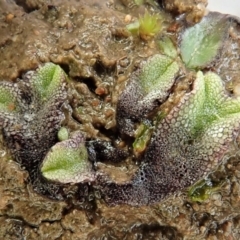 Riccia sp. (genus) at Cook, ACT - 18 Aug 2020