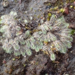 Riccia crinita (Liverwort) at Downer, ACT - 17 Aug 2020 by RWPurdie