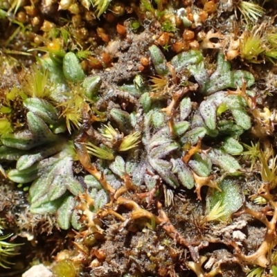 Riccia subbifurca (Liverwort) at Downer, ACT - 17 Aug 2020 by RWPurdie