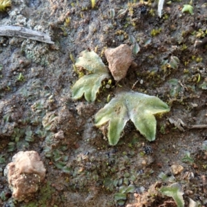 Riccia sp. (genus) at Cook, ACT - 4 Aug 2020