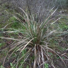 Lomandra longifolia at Carwoola, NSW - 16 Aug 2020