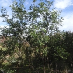 Acacia dealbata (Silver Wattle) at Carwoola, NSW - 16 Aug 2020 by AndyRussell