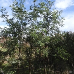 Acacia dealbata at Carwoola, NSW - 16 Aug 2020