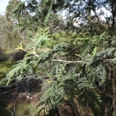 Acacia dealbata at Carwoola, NSW - 16 Aug 2020