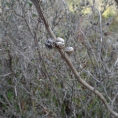 Leptospermum sp. (Tea Tree) at Carwoola, NSW - 16 Aug 2020 by AndyRussell