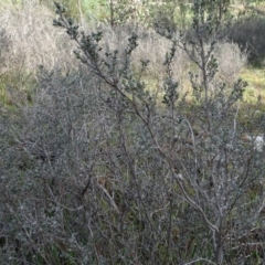 Leptospermum sp. at Carwoola, NSW - 16 Aug 2020