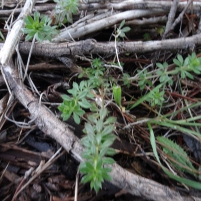 Galium aparine (Goosegrass, Cleavers) at Carwoola, NSW - 16 Aug 2020 by AndyRussell