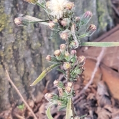 Erigeron bonariensis (Flaxleaf Fleabane) at Macquarie, ACT - 18 Aug 2020 by tpreston