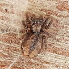 Servaea narraweena (A jumping spider) at The Pinnacle - 18 Aug 2020 by trevorpreston