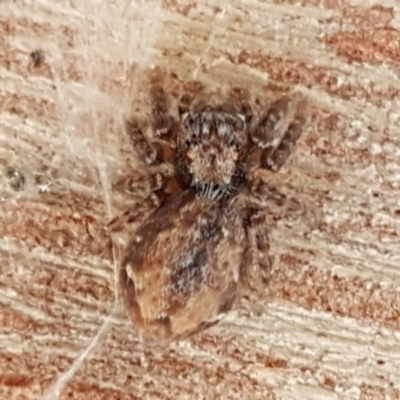 Servaea narraweena (A jumping spider) at Weetangera, ACT - 18 Aug 2020 by tpreston