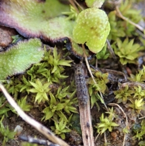 Collembola sp. (class) at Cook, ACT - 13 Aug 2020