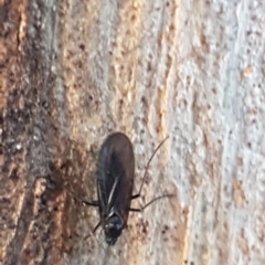 Sciaridae sp. (family) (Black fungus gnat) at Weetangera, ACT - 18 Aug 2020 by tpreston