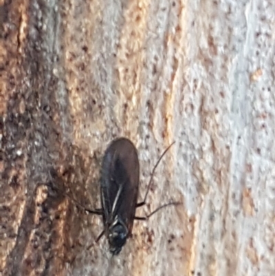 Sciaridae sp. (family) (Black fungus gnat) at The Pinnacle - 18 Aug 2020 by trevorpreston