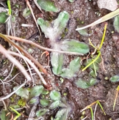 Riccia cartilaginosa (Liverwort) at Weetangera, ACT - 18 Aug 2020 by tpreston