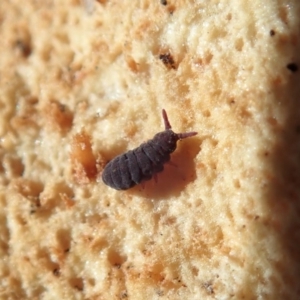 Hypogastrura sp. (genus) at Cook, ACT - 13 Aug 2020