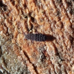 Hypogastrura sp. (genus) at Cook, ACT - 13 Aug 2020 01:00 PM