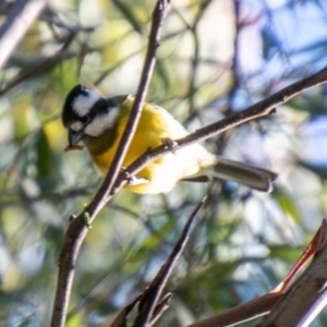 Falcunculus frontatus at Cotter River, ACT - 11 Aug 2020