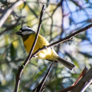 Falcunculus frontatus at Cotter River, ACT - 11 Aug 2020