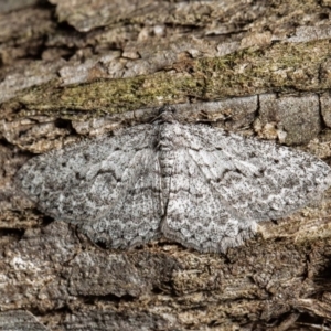 Psilosticha absorpta at Acton, ACT - 18 Aug 2020 12:44 PM