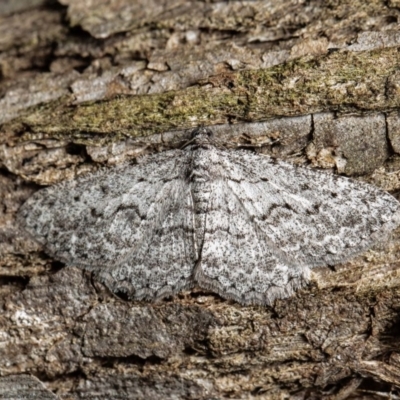 Psilosticha absorpta (Fine-waved Bark Moth) at GG12 - 18 Aug 2020 by Roger