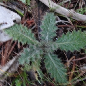 Cirsium vulgare at Carwoola, NSW - 16 Aug 2020 04:52 PM