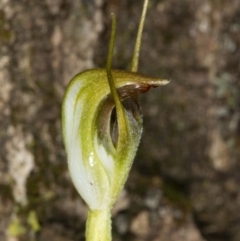 Pterostylis pedunculata (Maroonhood) at Acton, ACT - 18 Aug 2020 by DerekC