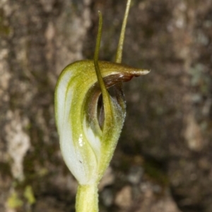 Pterostylis pedunculata at Acton, ACT - suppressed