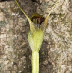 Pterostylis pedunculata at Acton, ACT - suppressed