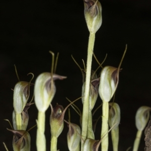 Pterostylis pedunculata at Acton, ACT - suppressed