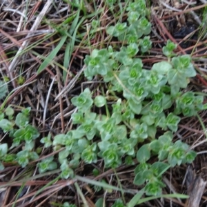 Lysimachia arvensis at Carwoola, NSW - 16 Aug 2020 04:53 PM