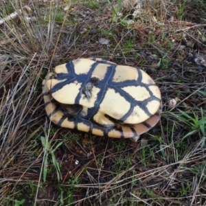 Chelodina longicollis at Carwoola, NSW - 16 Aug 2020