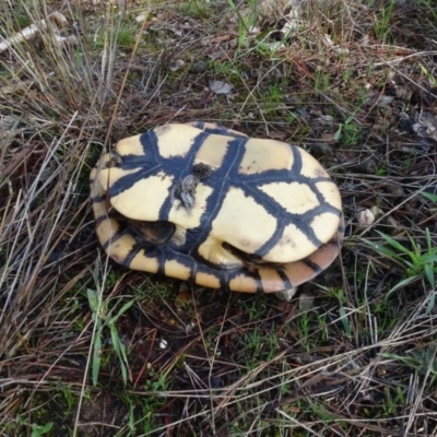 Chelodina longicollis (Eastern Long-necked Turtle) at Carwoola, NSW - 16 Aug 2020 by AndyRussell