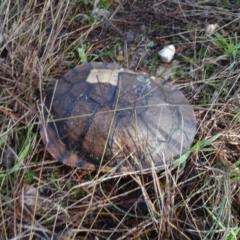 Chelodina longicollis at Carwoola, NSW - 16 Aug 2020