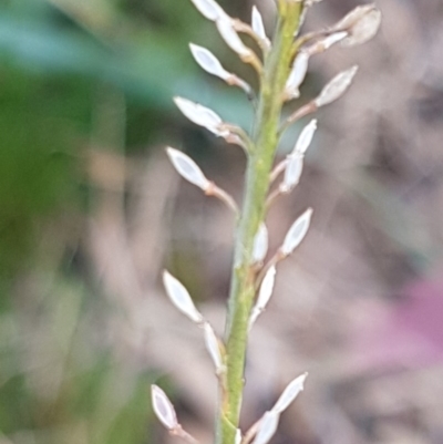 Lepidium africanum (Common Peppercress) at Weetangera, ACT - 18 Aug 2020 by tpreston