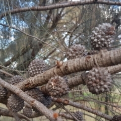 Allocasuarina verticillata (Drooping Sheoak) at Weetangera, ACT - 18 Aug 2020 by tpreston