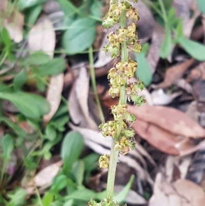 Acaena x ovina (Sheep's Burr) at Weetangera, ACT - 18 Aug 2020 by tpreston