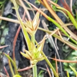 Juncus capitatus at Weetangera, ACT - 18 Aug 2020