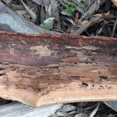 Eucalyptus rossii at Acton, ACT - 18 Aug 2020