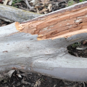 Eucalyptus rossii at Acton, ACT - 18 Aug 2020