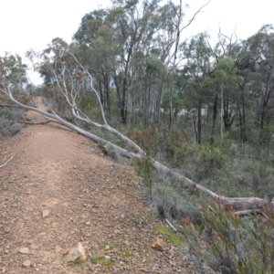 Eucalyptus rossii at O'Connor, ACT - 18 Aug 2020 04:03 PM