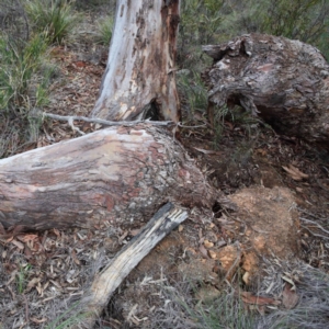 Eucalyptus rossii at O'Connor, ACT - 18 Aug 2020 04:03 PM