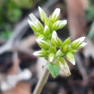 Cerastium glomeratum at Weetangera, ACT - 18 Aug 2020