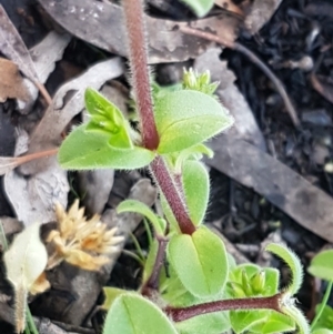 Cerastium glomeratum at Weetangera, ACT - 18 Aug 2020