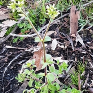 Cerastium glomeratum at Weetangera, ACT - 18 Aug 2020