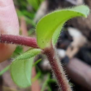 Cerastium glomeratum at Weetangera, ACT - 18 Aug 2020