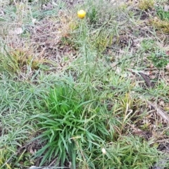 Xerochrysum viscosum at Weetangera, ACT - 18 Aug 2020