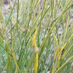 Tricoryne elatior at Weetangera, ACT - 18 Aug 2020