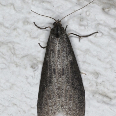 Conoeca guildingi (A case moth) at Ainslie, ACT - 17 Aug 2020 by jb2602