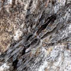 Tamopsis sp. (genus) at Majura, ACT - 17 Aug 2020