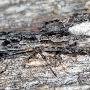 Tamopsis sp. (genus) at Majura, ACT - 17 Aug 2020